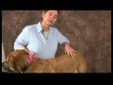 Romatizmalı Köpekler İçin Akupunktur : Akupunktur Noktaları Bulma Köpek Resim 4