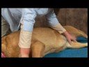 Romatizmalı Köpekler İçin Akupunktur : Orta Köpek Komisyonu Akupunktur Noktası Resim 4