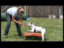 Temel Köpek Eğitim İpuçları : Bir Köpek Bir Kutu Üzerinde Oturmak Eğitimi  Resim 4