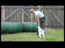 Temel Köpek Eğitim İpuçları : Kazanmak Bir Köpek\'nın Güven: Köpek Eğitim İpuçları Resim 4