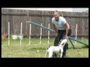 Temel Köpek Eğitim İpuçları : Köpek Tasma Eğitimi Resim 4