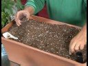 Tohum Yayılımı İle Büyüyen Sebze : Büyüyen Royal Bordo Fasulye Resim 4