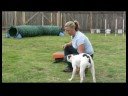 Uzan İçin Bir Köpek Öğretmek İçin Nasıl Temel Köpek Eğitim İpuçları :  Resim 4