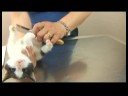 Yavru Kedi Bakımı : Yavru Kediler Pire Kaldırma  Resim 4