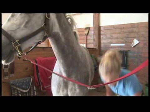 Damat İçin Bir At Nasıl At Bakımı Ve Binicilik : 