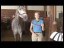 At Bakımı Ve Binicilik : At Çek İçin Nasıl\'s Kalp Atış Hızı