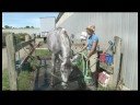 Bir At Yıkamak İçin Nasıl Bakım At & Binicilik : 