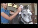 'S Kulaklar\Atını Temizlemek İçin Nasıl Bakım at & Binicilik :  Resim 3