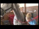 Damat İçin Bir At Nasıl At Bakımı Ve Binicilik :  Resim 3