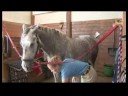 'S Kulaklar\Atını Temizlemek İçin Nasıl Bakım at & Binicilik :  Resim 4