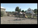 Atına Atlamak İçin Nasıl Bakım At & Binicilik :  Resim 4