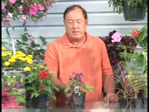 Çiçekli Bitkiler Büyüyen: Buddy Mor Gomphrena Bitki Yetiştirme