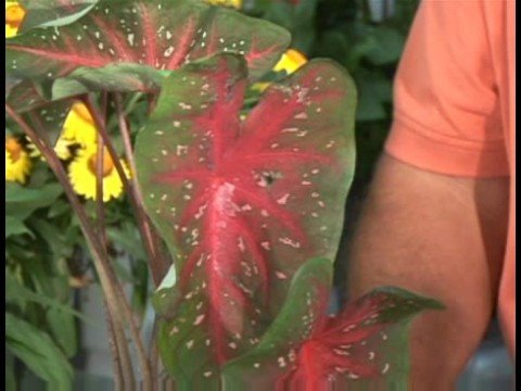 Çiçekli Bitkiler Büyüyen: Caladium Bitki Yetiştirme