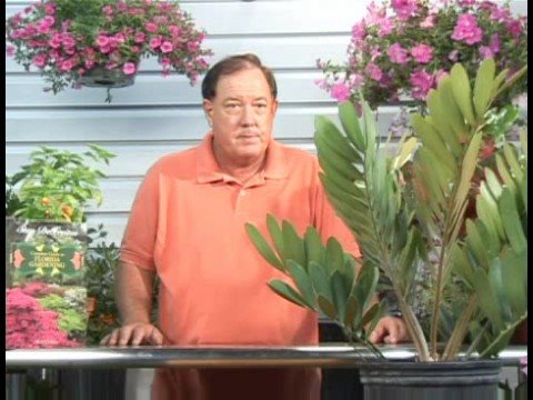 Çiçekli Bitkiler Büyüyen: Karton Palm Bitki Yetiştirme