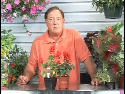 Çiçekli Bitkiler Büyüyen: Salvia Bitki Yetiştirme