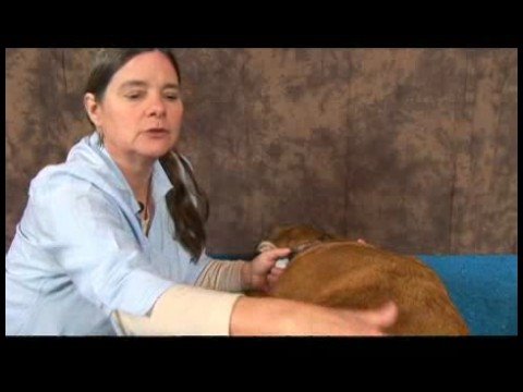 Köpek Ayak Bileği Artrit İçin Akupunktur : Akupunktur Köpek Rahatlama