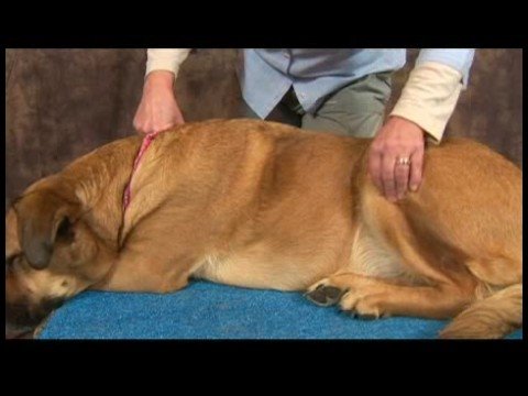 Köpek Ayak Bileği Artrit İçin Akupunktur : Ayak Bileği Artrit İçin Köpek Akupunktur: Üç Kilometre Koşmak Resim 1