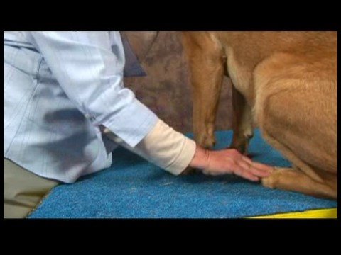 Köpek Ayak Bileği Artrit İçin Akupunktur : Ayak Bileği Artrit İçin Köpek Masajı: Ayaklar