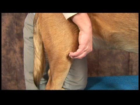 Köpek Diz Artrit İçin Akupunktur : Diz Artrit İçin Köpek Akupunktur: Diz Göz  Resim 1