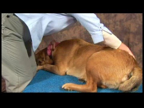 Köpek Diz Artrit İçin Akupunktur : Diz Artrit İçin Köpek Masaj: Sakrum
