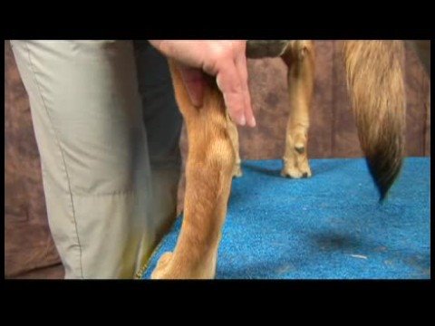Köpek Diz Artrit İçin Akupunktur : Köpek Diz Artrit İçin Akupunktur: Kunlun Dağ Resim 1