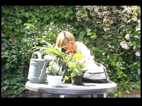 Potted Bitki: İç Ve Dış Bir Tencerede İki Bitkiler Resim 1