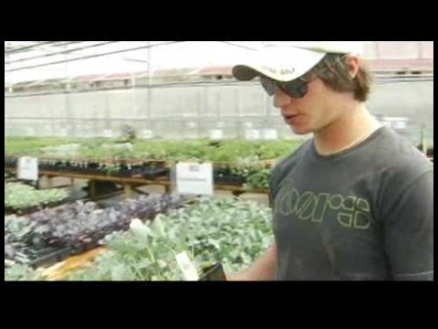 Satın Alma Sebze Ve Meyve Bitkiler: Seçme Ve Brokoli Dikim