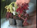 Çiçekli Bitkiler Büyüyen: Coleus Bitki Yetiştirme