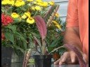 Çiçekli Bitkiler Büyüyen: Dua Bitki Yetiştirme