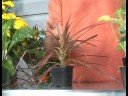 Çiçekli Bitkiler Büyüyen: Üç Renkli Dracena Bitki Yetiştirme
