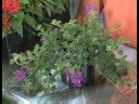 Çiçekli Bitkiler Büyüyen: Verbena Bitki Yetiştirme