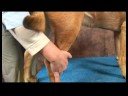 Köpek Ayak Bileği Artrit İçin Akupunktur : Ayak Bileği Artrit İçin Köpek Akupunktur: Kalıntılar Höyük 