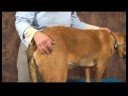 Köpek Ayak Bileği Artrit İçin Akupunktur : Ayak Bileği Artrit İçin Köpek Akupunktur: Sıçrama Çevreleyen 