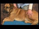 Köpek Ayak Bileği Artrit İçin Akupunktur : Ayak Bileği Artrit İçin Köpek Akupunktur: Üç Kilometre Koşmak