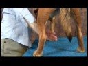 Köpek Ayak Bileği Artrit İçin Akupunktur : Köpek Ayak Bileği Artrit İçin Akupunktur: Büyük Dökme
