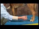 Köpek Ayak Bileği Artrit İçin Akupunktur : Köpek Ayak Bileği Artrit İçin Akupunktur: İç Avlu