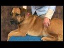 Köpek Ayak Bileği Artrit İçin Akupunktur : Köpek Ayak Bileği Artrit İçin Akupunktur: Yang Bahar Mezar