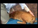 Köpek Diz Artrit İçin Akupunktur : Diz Artrit İçin Köpek Masaj: Sakrum