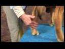 Köpek Diz Artrit İçin Akupunktur : Köpek Diz Artrit İçin Akupunktur: Büyük Dökme