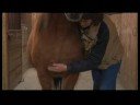 Atçılık Masaj Faydaları : At Masaj: Ağır Baskı Resim 3