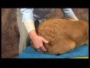 Köpek Ayak Bileği Artrit İçin Akupunktur : Ayak Bileği Artrit İçin Köpek Akupunktur: Sıçrama Çevreleyen  Resim 3