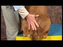 Köpek Ayak Bileği Artrit İçin Akupunktur : Ayak Bileği Artrit İçin Köpek Masaj: Sakrum Resim 3