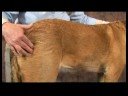 Köpek Ayak Bileği Artrit İçin Akupunktur : Köpek Ayak Bileği Artrit İçin Akupunktur: Sabit Dikiş Resim 3