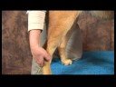 Köpek Diz Artrit İçin Akupunktur : Diz Artrit İçin Köpek Akupunktur: Akış Dağıtmak  Resim 3