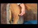 Köpek Diz Artrit İçin Akupunktur : Diz Artrit İçin Köpek Akupunktur: Diz Göz  Resim 3