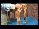 Köpek Diz Artrit İçin Akupunktur : Diz Artrit İçin Köpek Masaj: Bacak Resim 3
