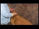 Köpek Diz Artrit İçin Akupunktur : Diz Artrit İçin Köpek Masaj: Mesane Meridian Resim 3