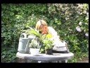 Potted Bitki: İç Ve Dış Bir Tencerede İki Bitkiler Resim 3