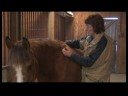 Atçılık Masaj Faydaları : Masajın Tanımı At  Resim 4