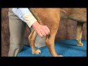 Ayak Bileği Artrit İçin Acupressure Köpek: Ayak Bileği Artrit İçin Acupressure Köpek: Kunlun Dağ Resim 4